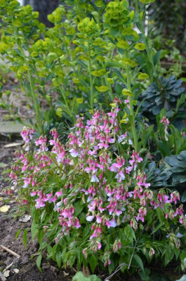 Lathyrus_vernus.19-2.jpg
