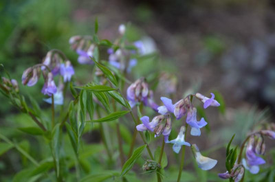 Lathyrus_vernus-SubtleHints.18-1.jpg