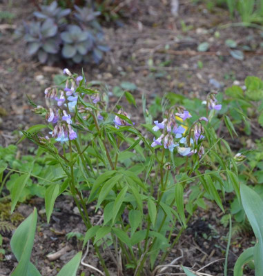 Lathyrus_vernus-SubtleHints.18-2.jpg
