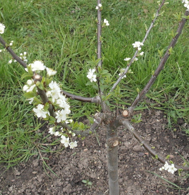 Mirabelle II 2019-04-13.jpg