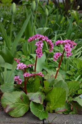 Bergenia-BabyDoll.19-1.jpg