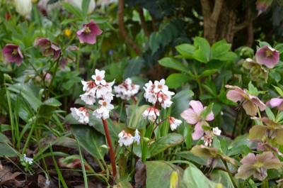 Bergenia-Traum.19-1.jpg
