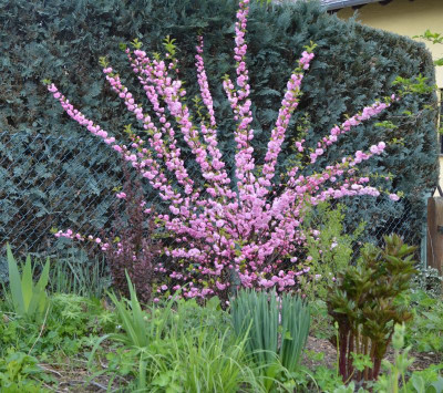 Prunus_triloba.19-1.jpg