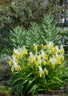 Iris_bucharica.19-1.jpg