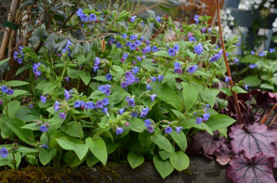 Pulmonaria_dacica-Azurea.19-2.jpg