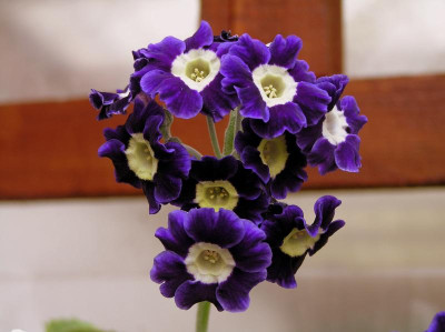 Primel April 2019 006.JPG