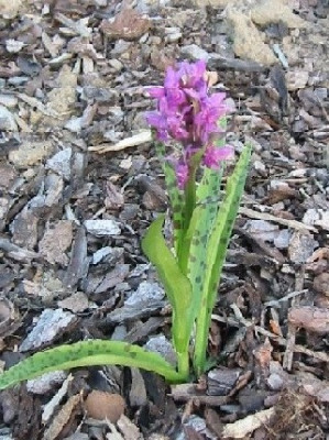 dactylorhiza_majalis.jpg
