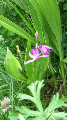 DSCN0795_Bletilla_striata.jpg