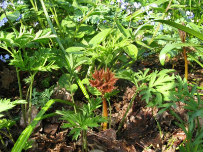 rodgersia dicentra.JPG