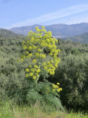 CIMG1768Ferula communis.JPG