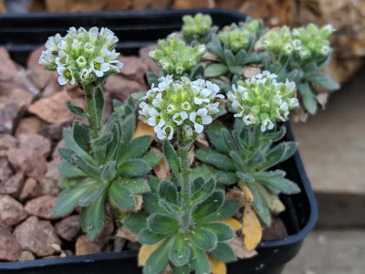 Draba antarctica 13.04.19.jpg
