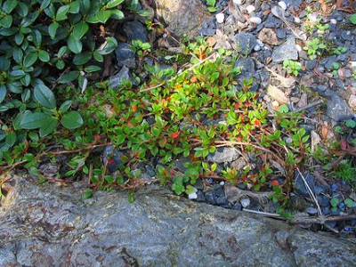 Polygonium_vaccinifolium.jpg