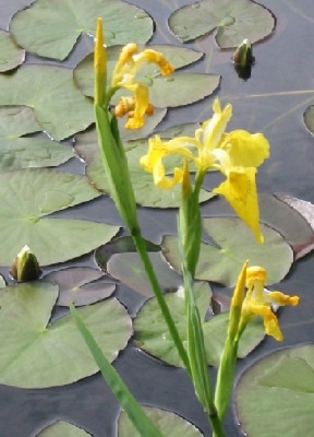 iris_pseudacorus.jpg