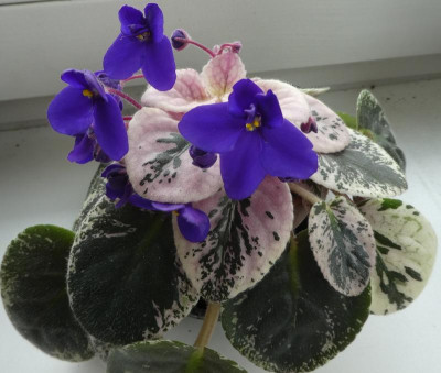 20190413_212744.jpg