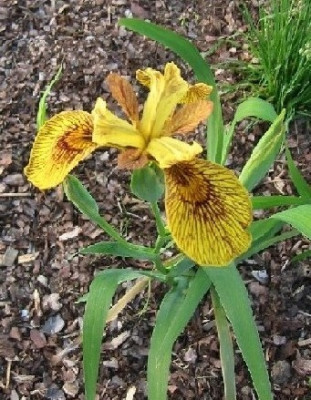 iris_pseudacorus_berlintiger.jpg