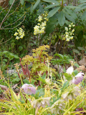 2019-04-13 Dicentra 'Gold Heart'.jpg