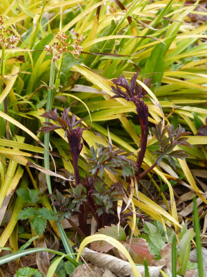 2019-04-13 Dicentra 'Valentine'.jpg