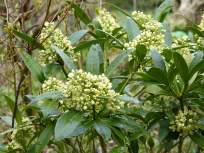 2019-04-13 Skimmia confusa 'Kew Green'.jpg