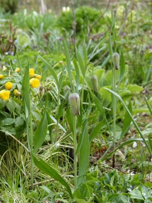 2019-04-13 Fritillaria hermonis ssp. amana.jpg