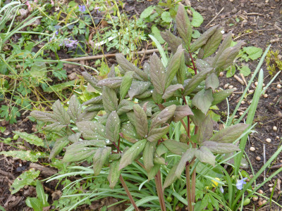 2019-04-13 Paeonia obovata alba - japonica-Typ 1.jpg