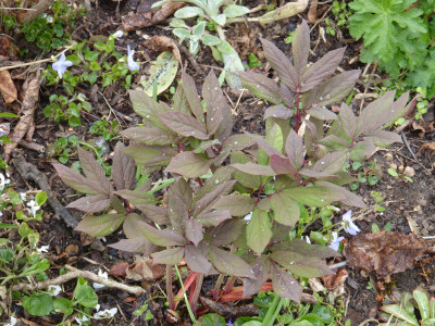 2019-04-13 Paeonia obovata alba - japonica-Typ 2.jpg