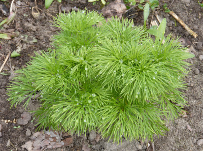 2019-04-13 Paeonia tenuifolia 'Rosea'.jpg