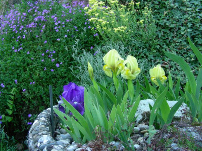 Iris reichenbachii Alyssum saxatile Citrinum DSCN5816.JPG
