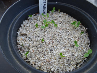 Tetradium hupehensis Germination April 2019.JPG