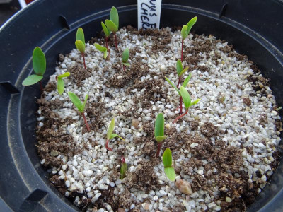 Cornus florida Germination April 2019.JPG