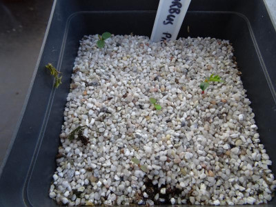 Sorbus Pink Fruited (China) Germination April 2019.JPG