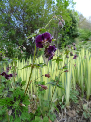 Geranium phaeum Samobor April 2019.JPG
