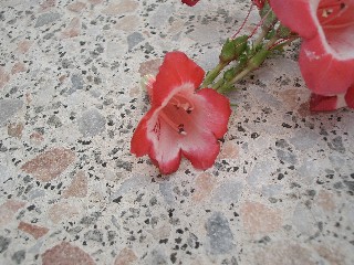 kleine_Orchidee.jpg