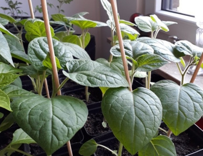 Physalis 14.04.2019.jpg