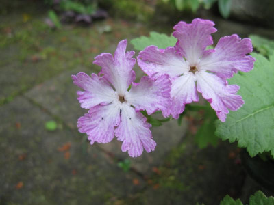 Primula sieboldii_0503.JPG