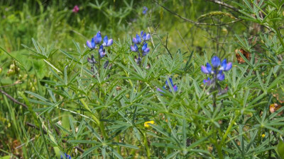 Lupinus angustifolius Blaue Lupine P5030480.JPG