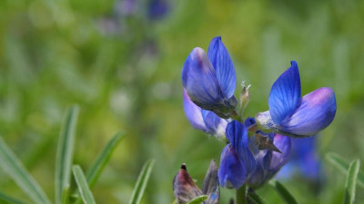 Lupinus angustifolius Blaue Lupine P5030483.JPG