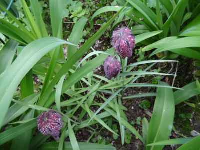 Fritillaria.JPG