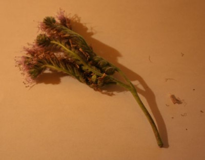 emmaunbekannteblume.jpg