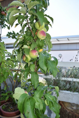 Säulenapfel 002.JPG