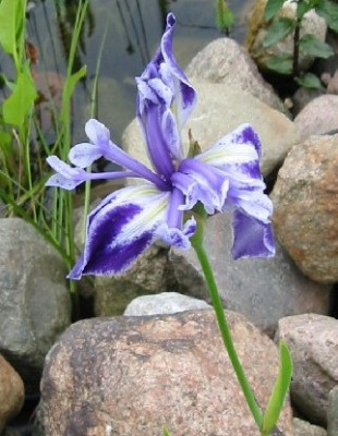 iris_laevigata_monstrosa.jpg