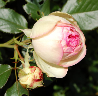Pierre_de_Ronsard_0010__S2_6103.jpg