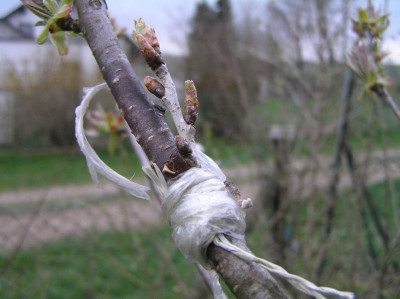 Kirschveredelungen April 2019 004.JPG