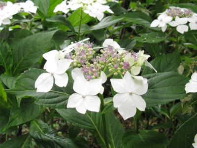 Lannarth White.jpg