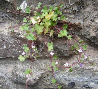 rocks1.jpg