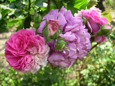 alte_Rose_2.jpg