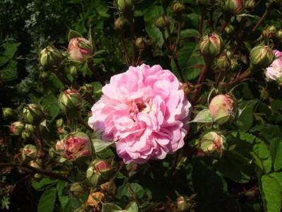 alte_Rose_1.jpg