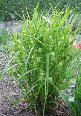carex_grayii.jpg
