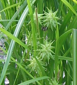 carex_grayii1.jpg