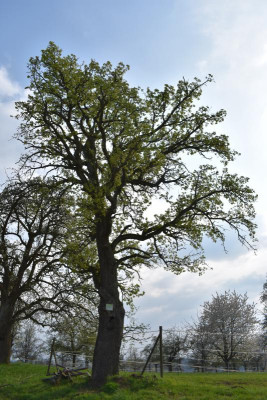 Bonlanden Streuobst 014.JPG
