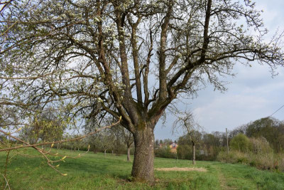 Bonlanden Streuobst 022.JPG